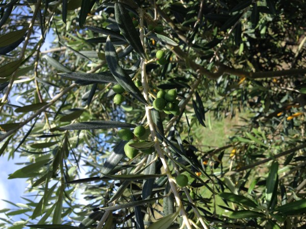 azienda milio esterno casa